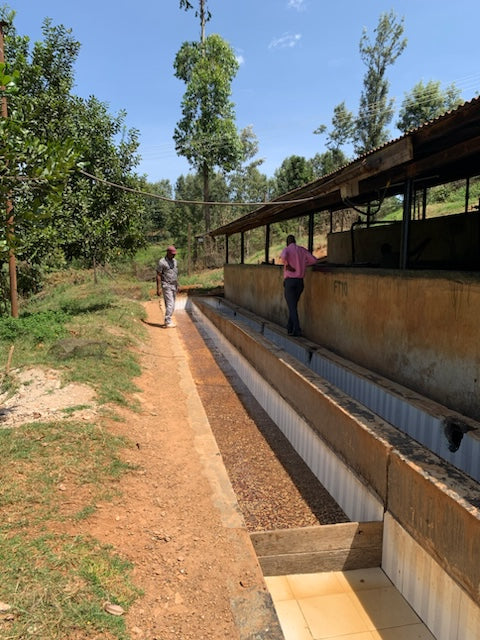 Kenya Kamwangi Peaberry