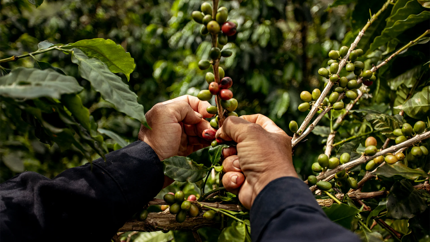 Colombian Condor Decaf Whole Bean Coffee from Radio Roasters Coffee