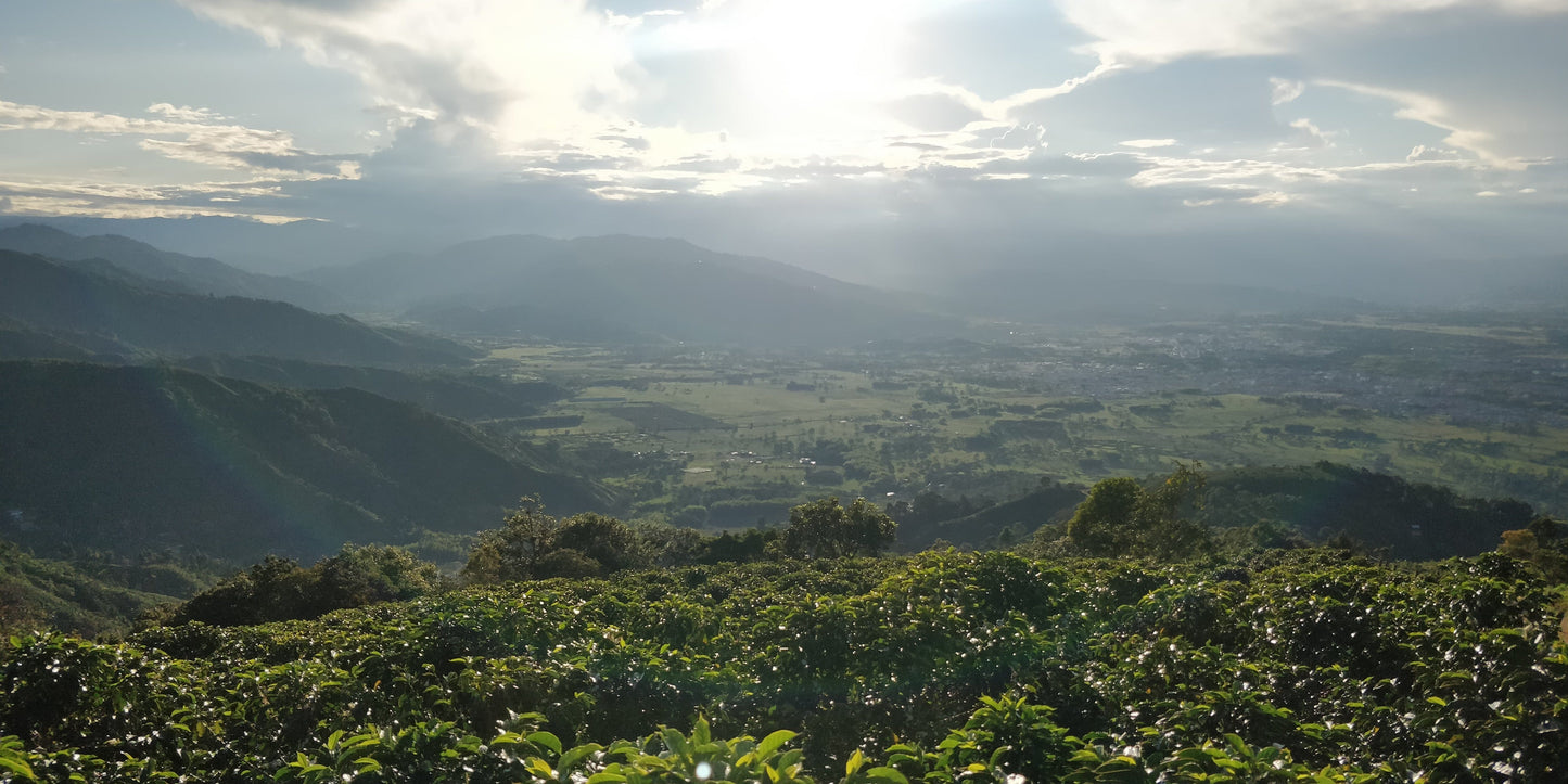 Colombian Laboyano Whole Bean Coffee from Radio Roasters Coffee