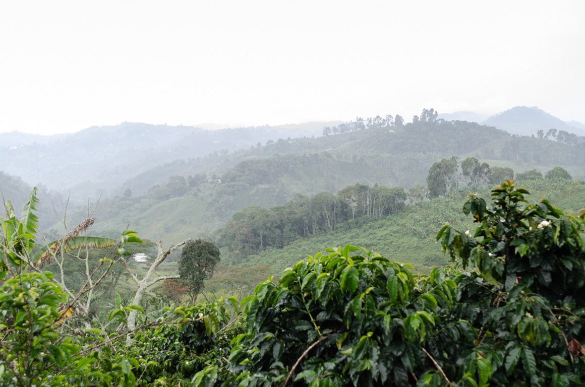 Colombian Rigoberto Sánchez Whole Bean Coffee from Radio Roasters Coffee