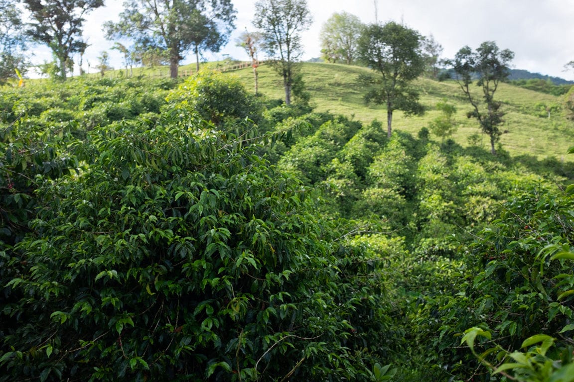 Colombian Rigoberto Sánchez Whole Bean Coffee from Radio Roasters Coffee