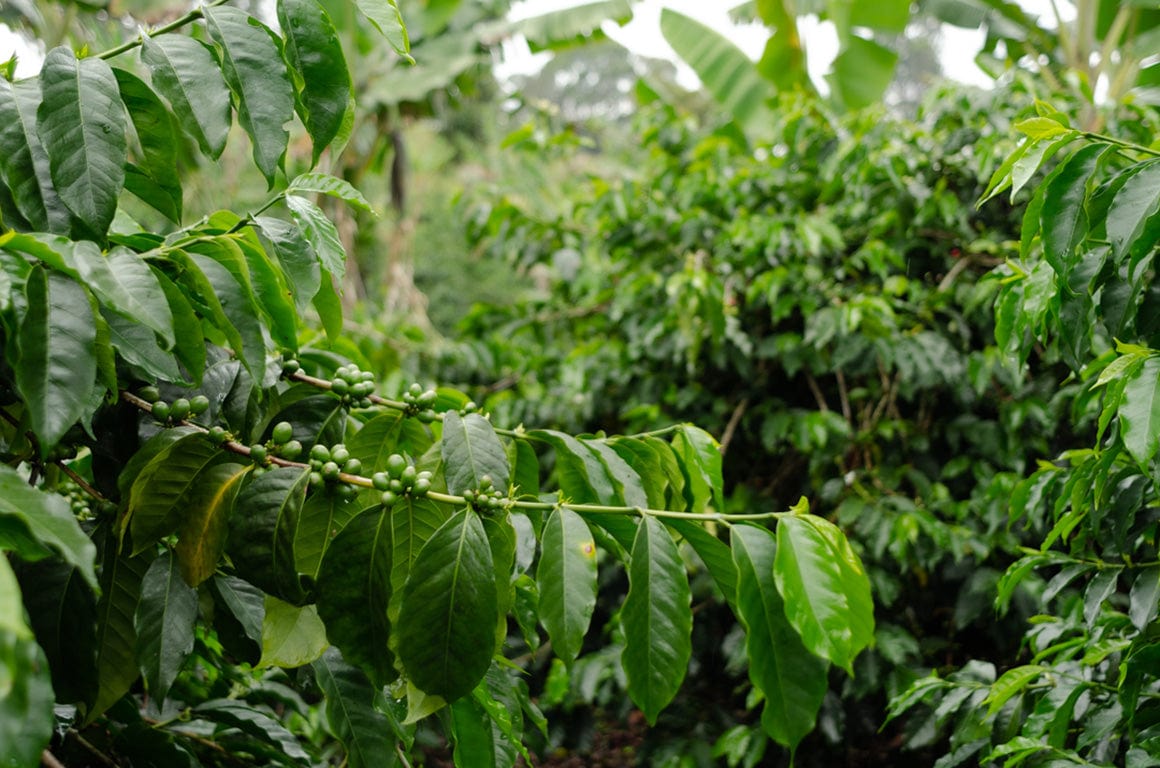 Colombian Rigoberto Sánchez Whole Bean Coffee from Radio Roasters Coffee