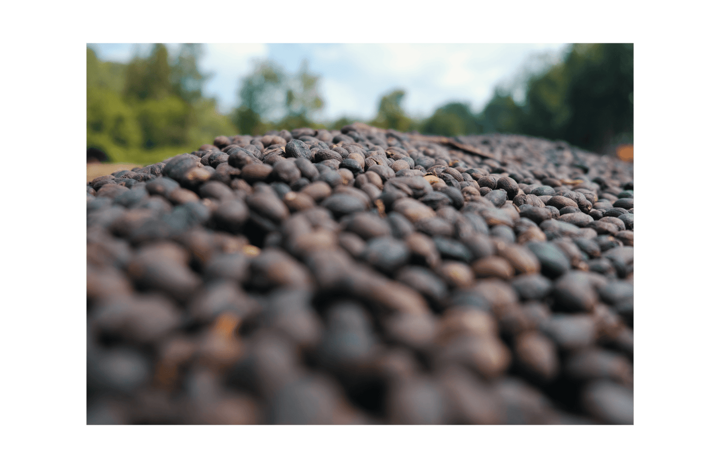 Ethiopian Ethiopiques Natural Whole Bean Coffee from Radio Roasters Coffee