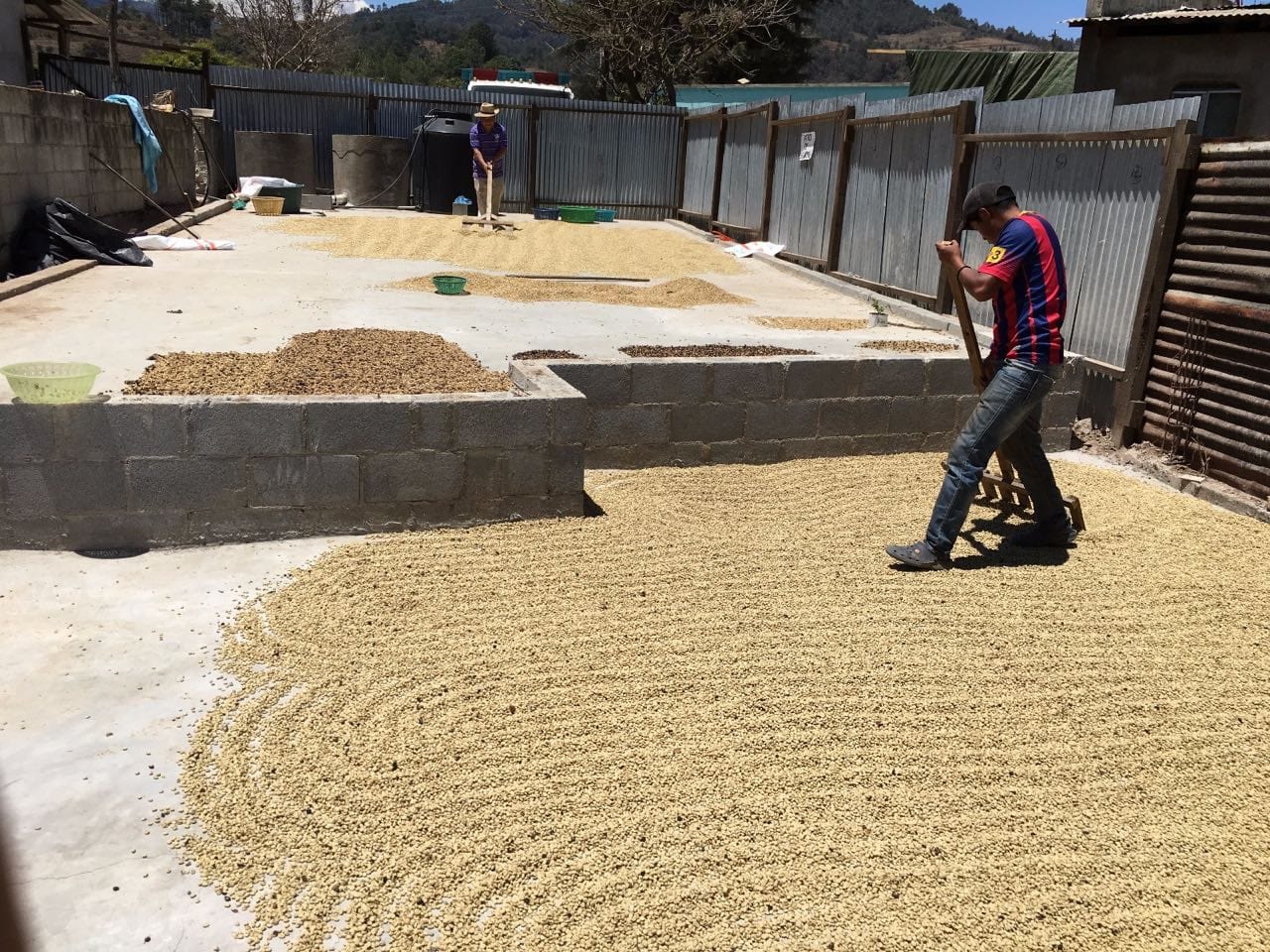 Guatemalan Coop La Asunción Maribel Whole Bean Coffee from Radio Roasters Coffee