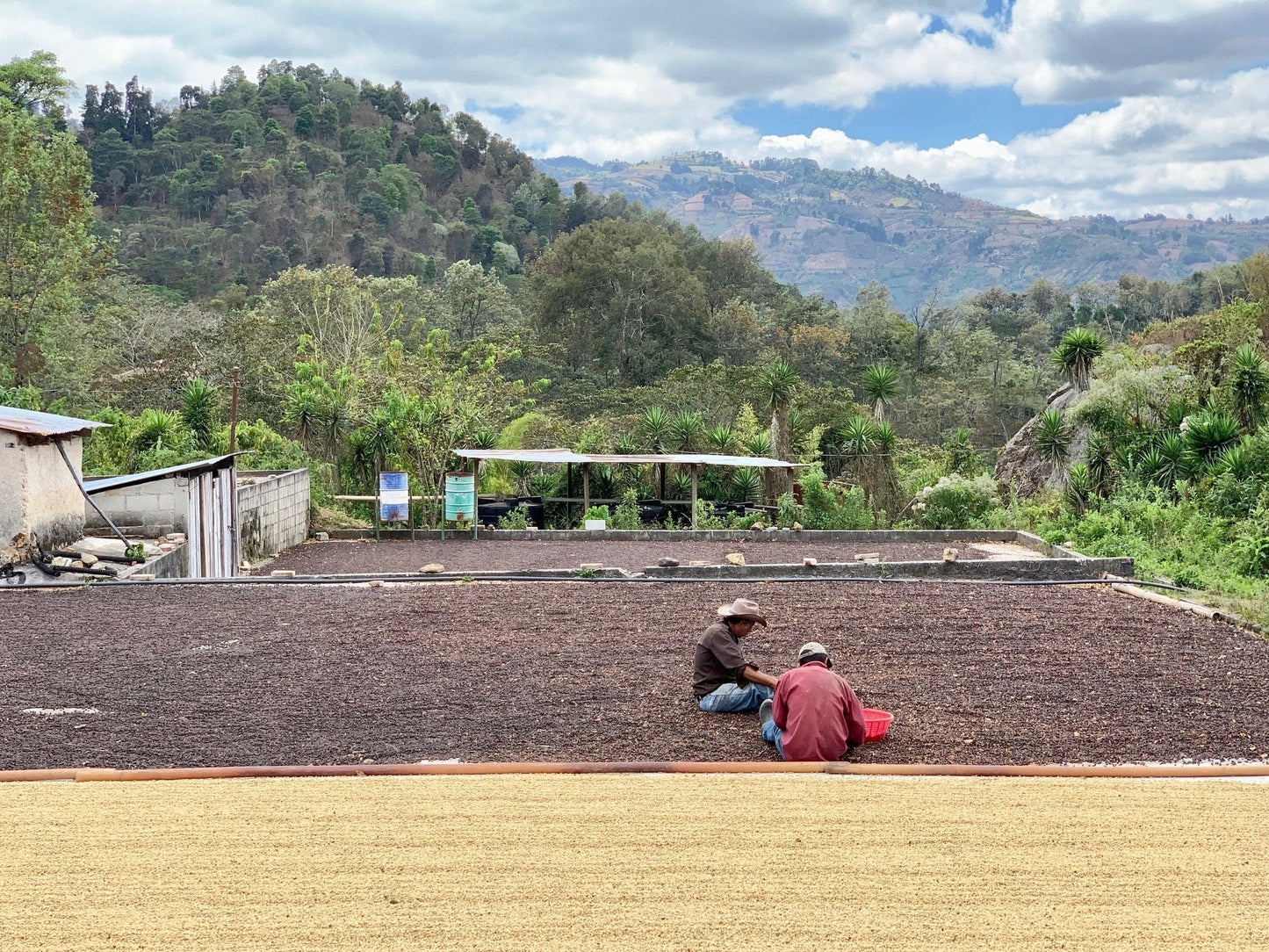 Guatemalan La Pia Whole Bean Coffee from Radio Roasters Coffee