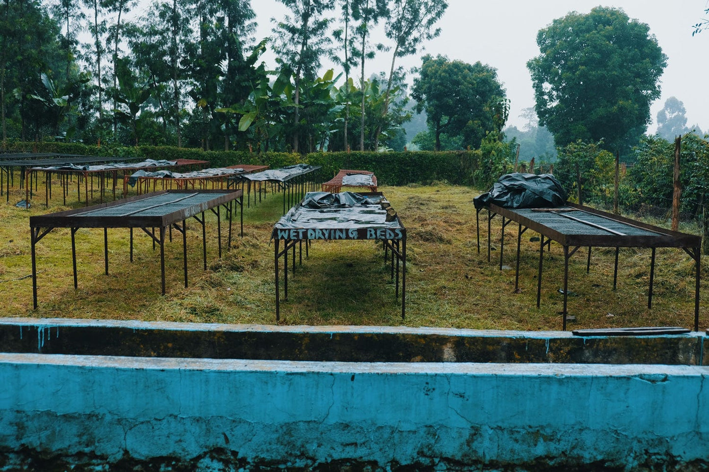 Kenyan Gichangi Estate Whole Bean Coffee from Radio Roasters Coffee