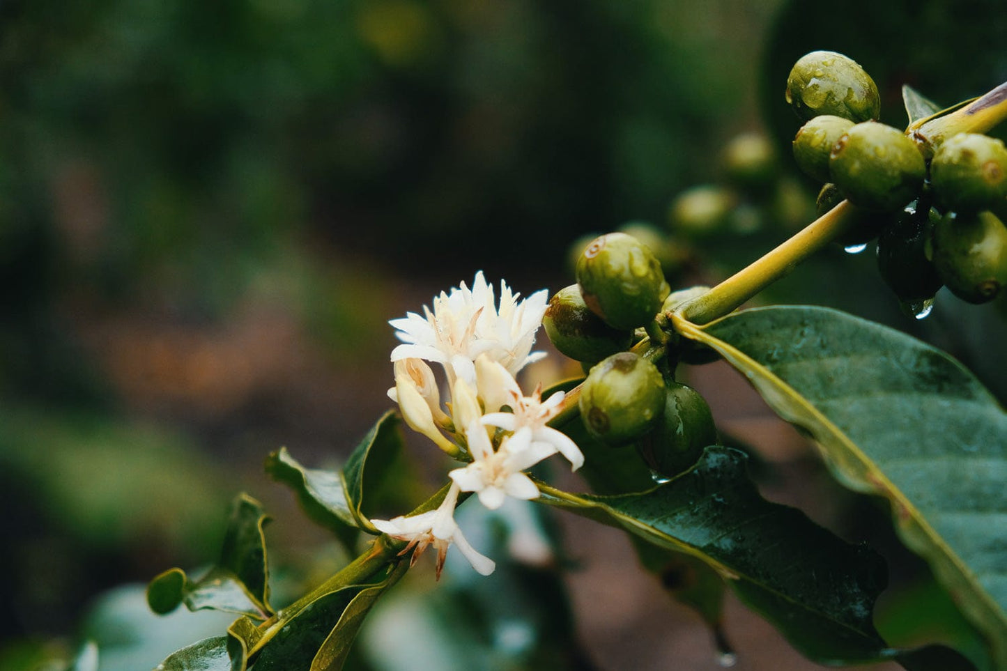 Kenyan Gichangi Estate Whole Bean Coffee from Radio Roasters Coffee