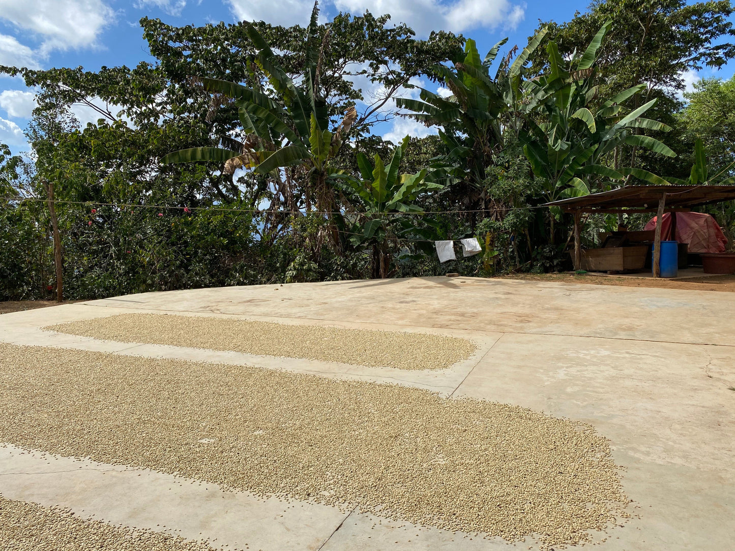Mexican San Vicente Yogondoy Whole Bean Coffee from Radio Roasters Coffee