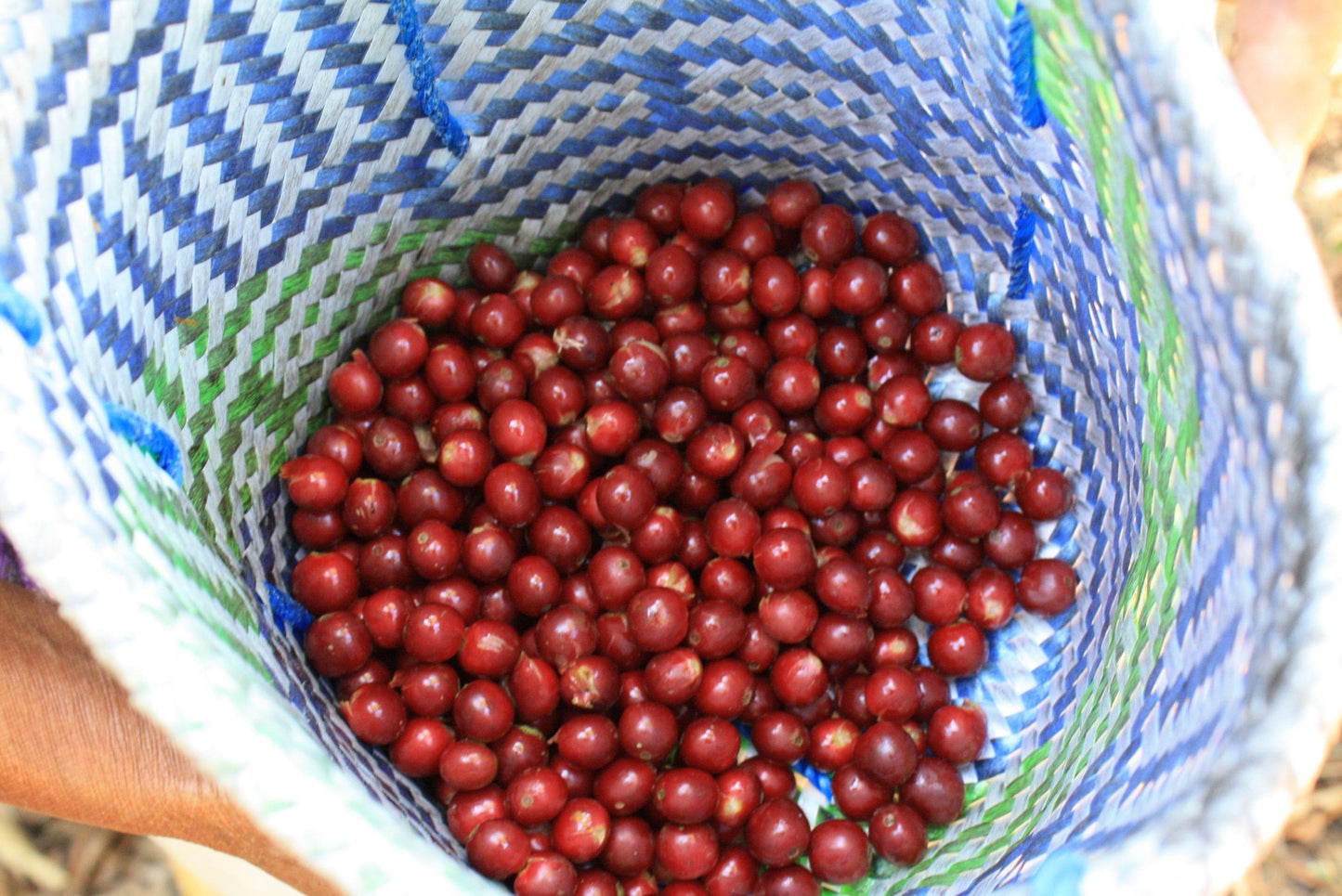 Mexican San Vicente Yogondoy Whole Bean Coffee from Radio Roasters Coffee