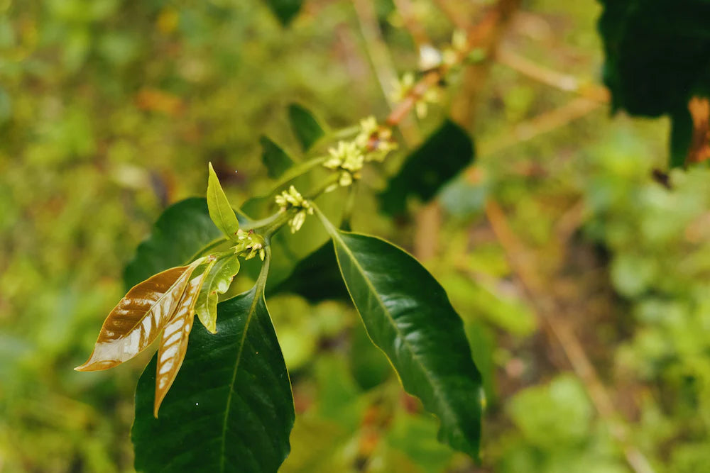 Peru Nueva Esperanza Amazonas Whole Bean Coffee from Radio Roasters Coffee