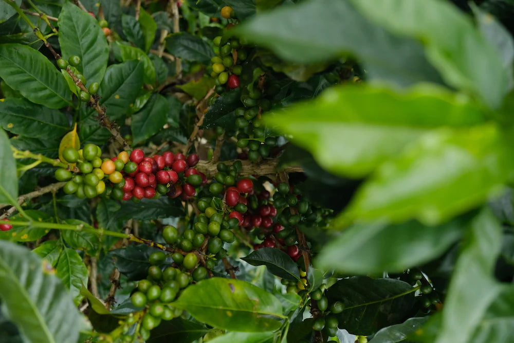 Peru Nueva Esperanza Amazonas Whole Bean Coffee from Radio Roasters Coffee