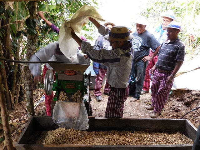 Radio Roasters Coffee Coffee Guatemala: Todos Santos