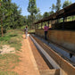 Kenya Kamwangi Peaberry