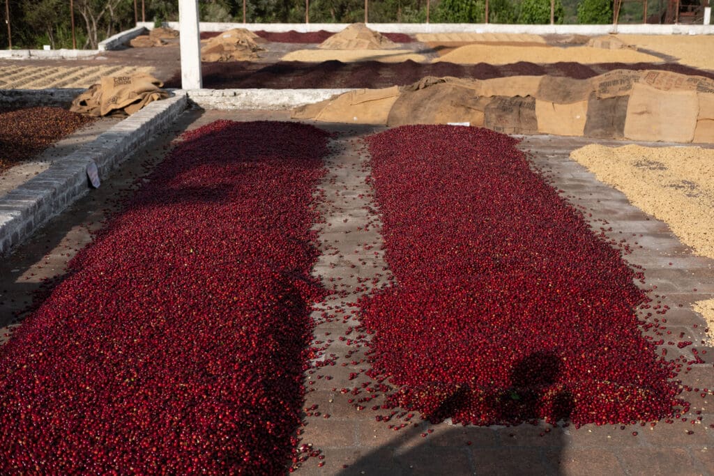 El Salvador: Santa Matilde Bourbon