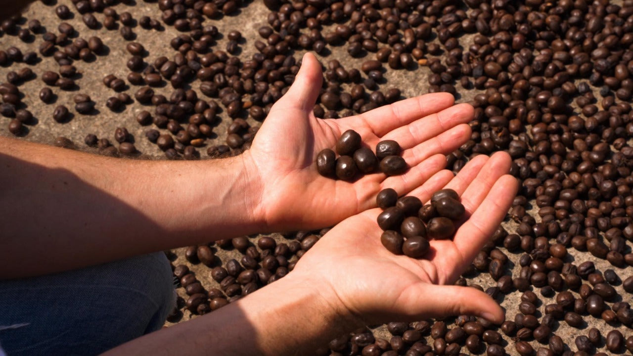 Colombia Full Spectrum: Sebastian Ramirez Pink Bourbon