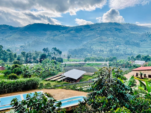 Rwanda Kinini Bourbon Speciality Coffee - Radio Roasters Coffee 