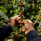 Colombian Condor Decaf Whole Bean Coffee from Radio Roasters Coffee