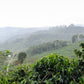 Colombian Rigoberto Sánchez Whole Bean Coffee from Radio Roasters Coffee