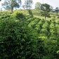 Colombian Rigoberto Sánchez Whole Bean Coffee from Radio Roasters Coffee