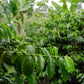 Colombian Rigoberto Sánchez Whole Bean Coffee from Radio Roasters Coffee