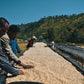 Ethiopian Modor Shantawene Whole Bean Coffee from Radio Roasters Coffee