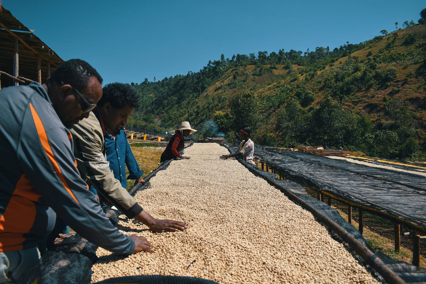 Ethiopian Modor Shantawene Whole Bean Coffee from Radio Roasters Coffee