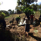 Guatemalan Coop La Asunción Maribel Whole Bean Coffee from Radio Roasters Coffee
