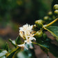 Kenyan Gichangi Estate Whole Bean Coffee from Radio Roasters Coffee