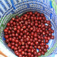 Mexican San Vicente Yogondoy Whole Bean Coffee from Radio Roasters Coffee