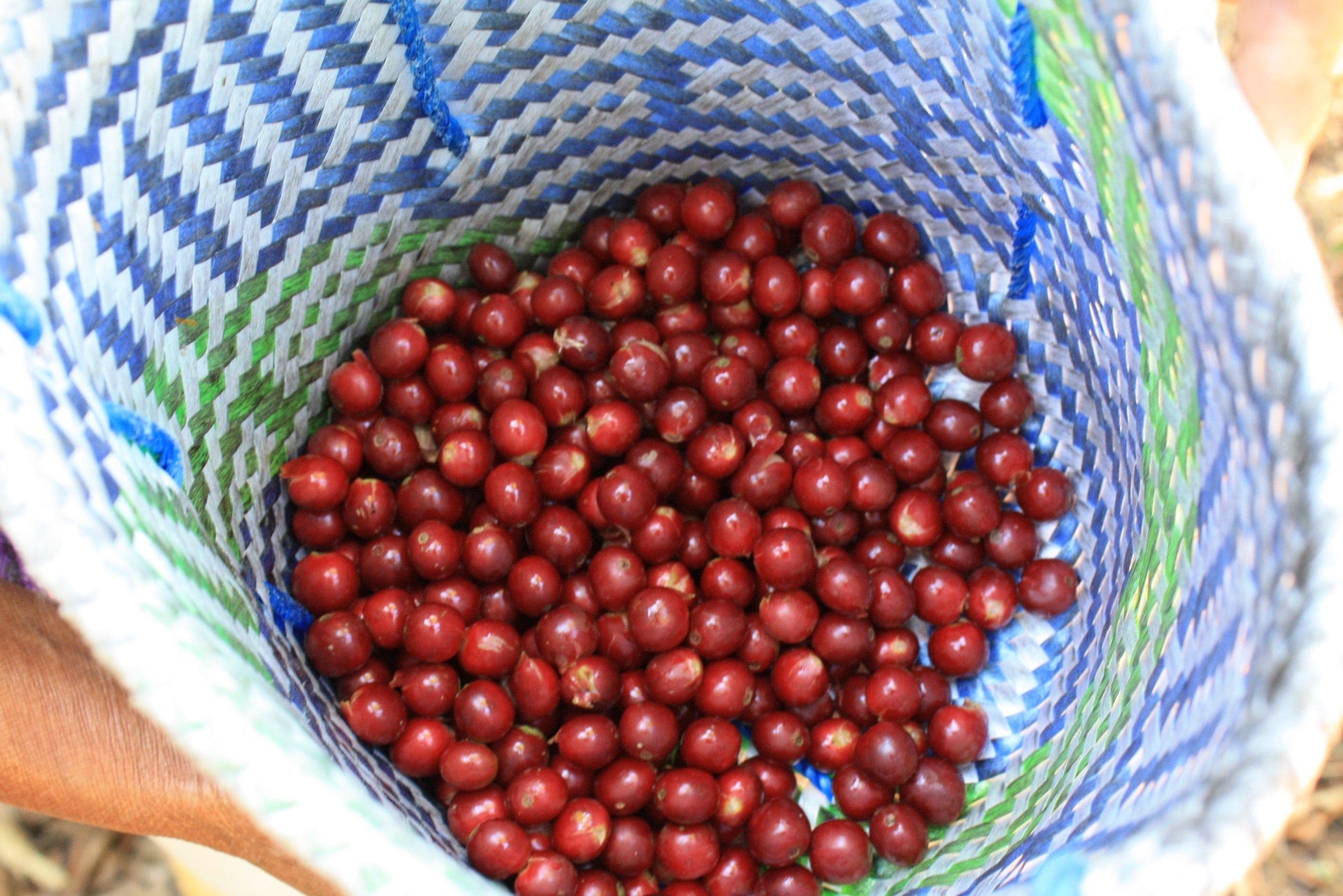 Mexican San Vicente Yogondoy Whole Bean Coffee from Radio Roasters Coffee