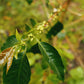 Peru Nueva Esperanza Amazonas Whole Bean Coffee from Radio Roasters Coffee