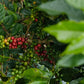 Peru Nueva Esperanza Amazonas Whole Bean Coffee from Radio Roasters Coffee